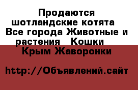 Продаются шотландские котята - Все города Животные и растения » Кошки   . Крым,Жаворонки